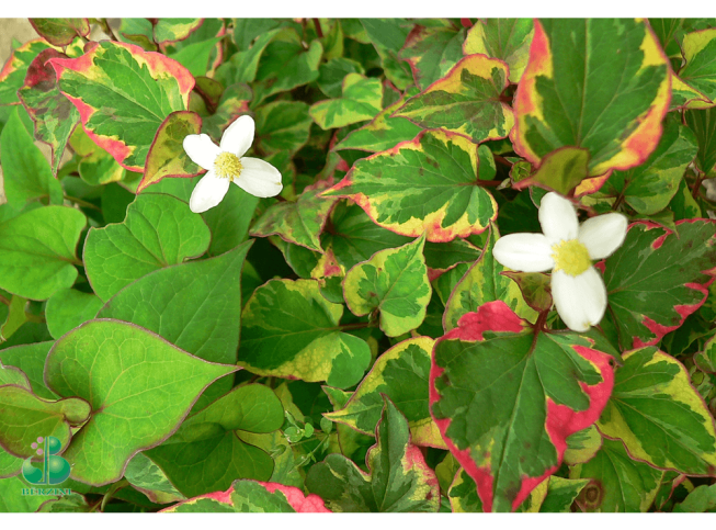 Houttuynia cordata   'Chameleon'